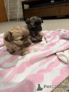 Photo №2 to announcement № 172416 for the sale of maltese dog - buy in Germany breeder