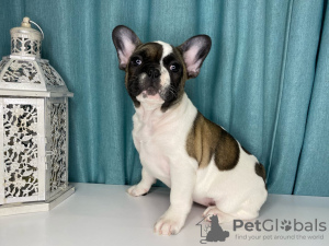 Photo №4. I will sell french bulldog in the city of Minsk. from nursery - price - 552$
