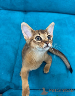 Photo №1. abyssinian cat - for sale in the city of Freysing | 361$ | Announcement № 155435