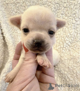 Photo №4. I will sell chihuahua in the city of Zrenjanin. breeder - price - negotiated