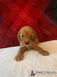 Photo №3. Beautiful Cavapoo Puppies For free adoption. Germany