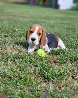 Photo №1.  - for sale in the city of Madrid | negotiated | Announcement № 161165