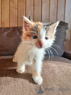Photo №3. We are looking for kind hands for adorable kittens. Russian Federation