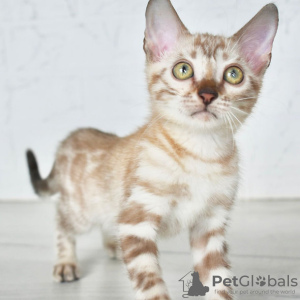 Photo №2 to announcement № 124232 for the sale of bengal cat - buy in Finland 