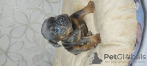 Photo №2 to announcement № 8961 for the sale of french bulldog - buy in Russian Federation from nursery