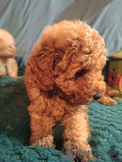 Photo №2 to announcement № 127303 for the sale of poodle (toy) - buy in Serbia 