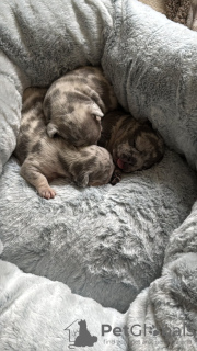 Photo №4. I will sell french bulldog in the city of Bremervörde. private announcement - price - 800$