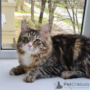 Photo №1. siberian cat - for sale in the city of Yekaterinburg | negotiated | Announcement № 7247