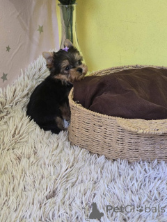Photo №3. Mini Yorkshire Terriers. Serbia