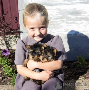 Photo №1.  - for sale in the city of Baden Baden | Is free | Announcement № 144936