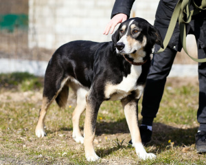 Photo №3. Stately, luxurious and magnificent dog looking for a home. Russian Federation