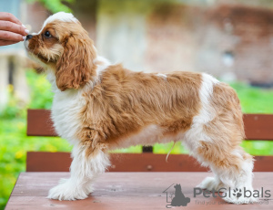 Photo №4. I will sell cavalier king charles spaniel in the city of Berlin. private announcement - price - 951$