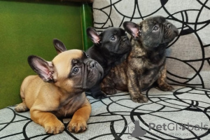 Photo №1. french bulldog - for sale in the city of Kruševac | negotiated | Announcement № 123617