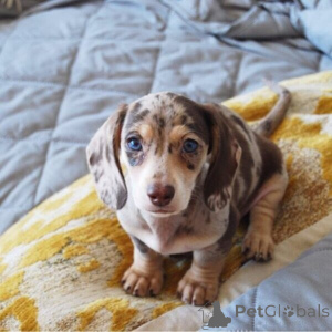 Photo №2 to announcement № 149619 for the sale of dachshund - buy in Germany private announcement