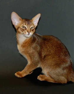 Photo №2 to announcement № 6596 for the sale of abyssinian cat - buy in Ukraine breeder