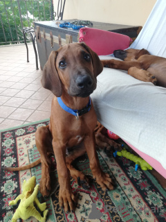 Photo №4. I will sell rhodesian ridgeback in the city of Vilnius. private announcement, breeder - price - 1352$