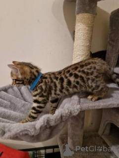 Photo №2 to announcement № 123671 for the sale of bengal cat - buy in Germany private announcement