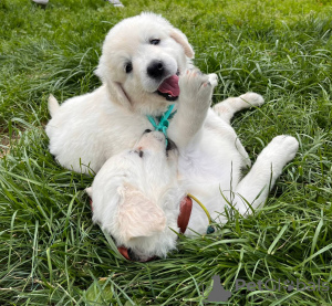 Additional photos: Puppies of breed Slovak Chuvach