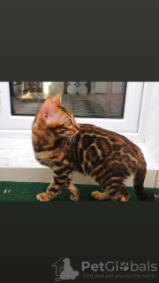 Photo №1. bengal cat - for sale in the city of Minsk | 400$ | Announcement № 29858