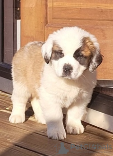 Photo №1. st. bernard - for sale in the city of Brussels | 650$ | Announcement № 55852