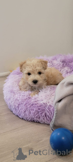 Photo №1. maltipu - for sale in the city of Hamburg | 847$ | Announcement № 150147