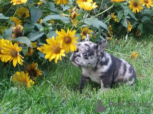 Photo №4. I will sell french bulldog in the city of Minsk. private announcement, from nursery, breeder - price - negotiated