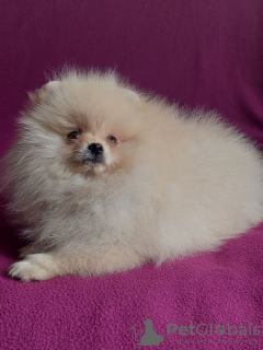 Photo №2 to announcement № 104273 for the sale of pomeranian - buy in Slovakia from nursery, breeder