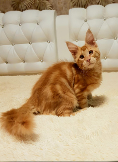 Photo №2 to announcement № 7036 for the sale of maine coon - buy in Russian Federation from nursery, breeder