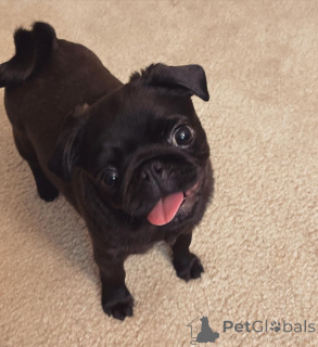 Photo №3. Pug pupies. Switzerland