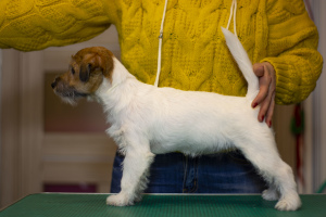 Photo №3. Jack Russell Terrier puppy. Belarus