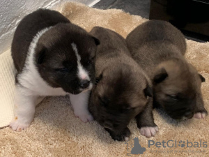 Photo №2 to announcement № 8217 for the sale of american akita - buy in Slovenia 