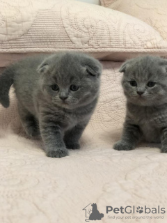 Additional photos: Stunning Pedigree GCCF Scottish Fold kittens