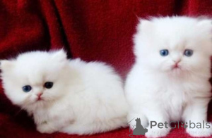 Photo №1. persian cat - for sale in the city of Warsaw | 258$ | Announcement № 155930