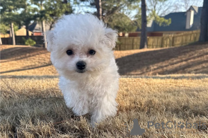 Photo №3. Bichon Frise puppies with outstanding personalities set to go now. United States