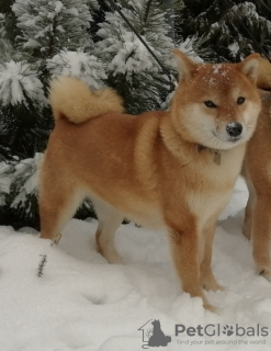 Photo №3. Shiba Inu puppies from Yukashi kennel are looking for the best owners. Russian Federation