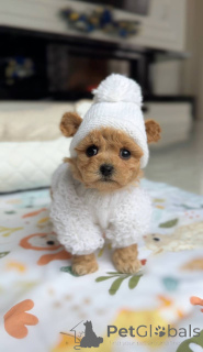 Photo №2 to announcement № 164613 for the sale of maltese dog - buy in Germany breeder