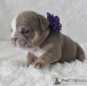Photo №2 to announcement № 98515 for the sale of english bulldog - buy in Germany private announcement, from nursery, from the shelter, breeder