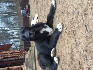 Photo №1. central asian shepherd dog - for sale in the city of Minsk | Negotiated | Announcement № 4944