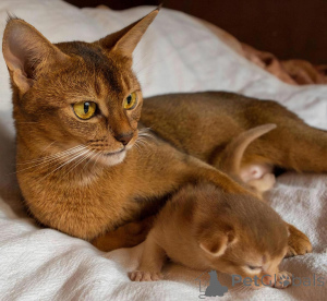 Photo №1. abyssinian cat - for sale in the city of Munich | negotiated | Announcement № 138813