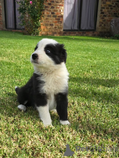 Photo №1. border collie - for sale in the city of Holstebro | negotiated | Announcement № 169995