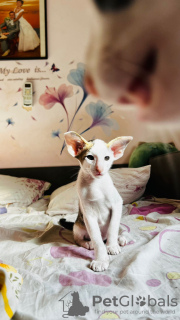 Photo №4. I will sell oriental shorthair in the city of Haifa. from nursery - price - negotiated