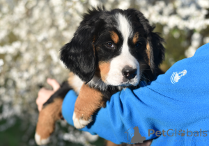 Photo №1. bernese mountain dog - for sale in the city of Kiev | 1100$ | Announcement № 140153