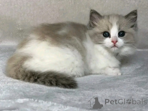 Photo №2 to announcement № 137101 for the sale of ragdoll - buy in Germany breeder