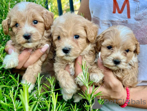 Photo №2 to announcement № 155638 for the sale of maltipu - buy in Germany breeder