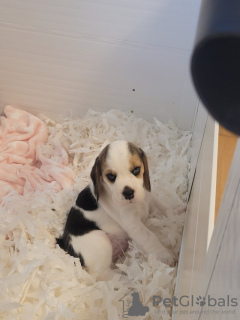 Photo №1. beagle - for sale in the city of Georgiana | 550$ | Announcement № 66433