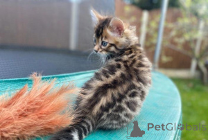 Photo №3. Gorgeous Pedigree Bengal Kittens. Germany