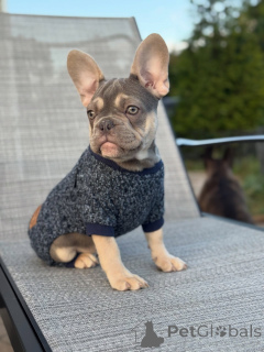 Photo №2 to announcement № 152121 for the sale of french bulldog - buy in Germany private announcement