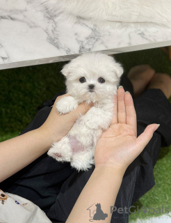 Photo №1. maltese dog - for sale in the city of Lecester | 471$ | Announcement № 148776
