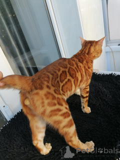 Photo №4. I will sell bengal cat in the city of Ufa. from nursery, breeder - price - 710$
