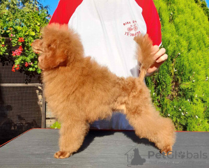 Photo №1. poodle (toy) - for sale in the city of Москва | negotiated | Announcement № 13666